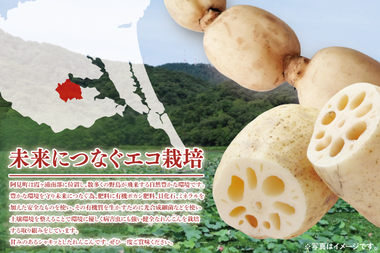 【期間限定】れんこん2kg【絶品 蓮根 レンコン 高級感 茨城県産 茨城県 阿見町】(89-01)