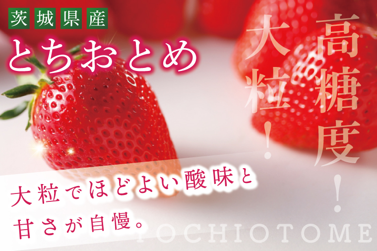【先行予約12月下旬から発送】【茨城県共通返礼品/行方市産】JAなめがたしおさい直送「とちおとめ」1箱 (4パック入)【大粒 酸味 甘い 減農薬栽培 茨城県行方市】(96-01)