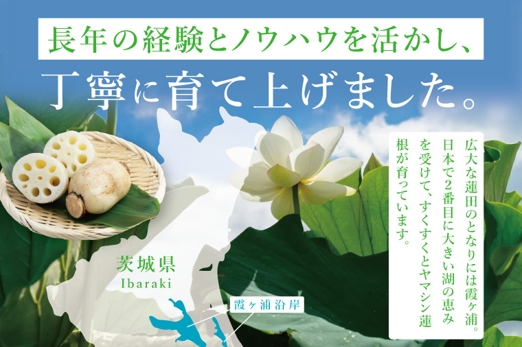 ヤマシン蓮根 4kg|レンコン  食物繊維 新鮮 シャキシャキ  茨城県 阿見町（98-04）