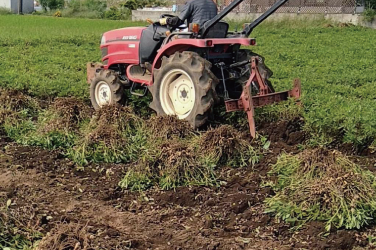茨城県阿見町産 落花生 中手豊 300ｇ×3袋入り【ピーナッツ おつまみ 殻付き 国産 阿見町 茨城県】（04-27）