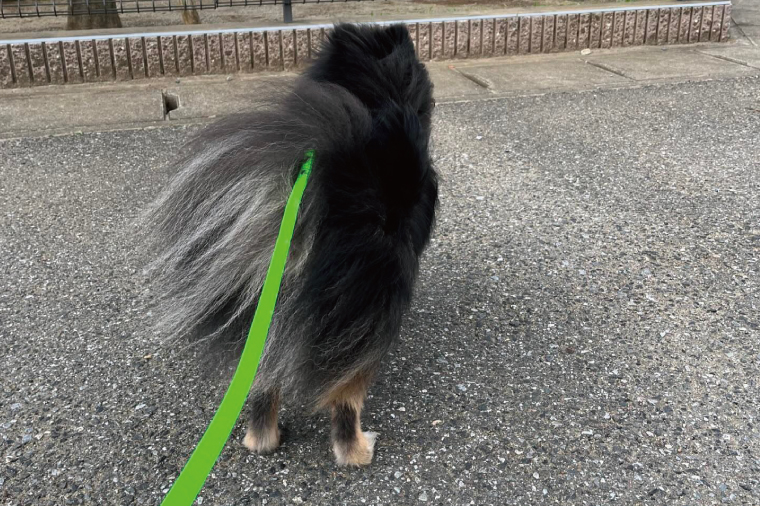 『ネオンカラー（黄緑）』オリジナル反射材の光る犬用リード【小型犬用10キロまで】【散歩 愛犬 夜散歩 手作り 阿見町 茨城県】（40-27）