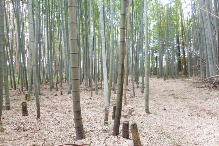 【先行予約】【2026年4月より発送開始】茨城県阿見町産 たけのこ4kg｜朝採れ 旬  春限定 数量限定 国産 タケノコ 筍 産地直送（25-01）