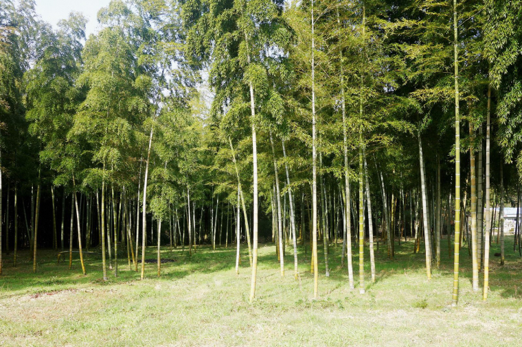 【先行予約】【2026年4月初旬より発送開始】茨城県阿見町産 たけのこ6kg｜朝採れ 旬  春限定 数量限定 国産 タケノコ 筍 孟宗竹 無農薬 常温発送 産地直送（23-01）