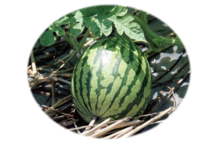 【先行予約】茨城県産大玉スイカ（2Lサイズ）【茨城県 阿見町 スイカ 1玉 すいか 西瓜 果物 くだもの フルーツ 国産 甘い 送料無料】（04-18）