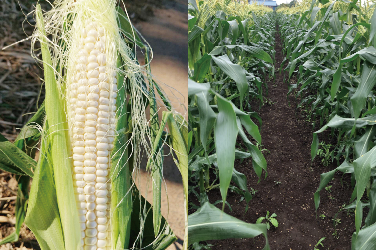 【先行予約】阿見町産 今朝採れとうもろこし約5kg（プラチナコーン・9本～15本）【茨城県 阿見町  国産 甘い 朝採り 野菜 スイートコーン ホワイト 白 送料無料】（04-23）