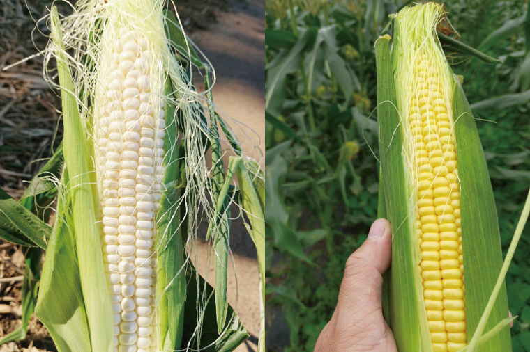 【先行予約】阿見町産 今朝採れとうもろこし約5kg（バイカラー ホワイト詰合せ・9本～15本）【茨城県 阿見町  国産 甘い 朝採り 野菜 ドルチェドリーム プラチナコーン 食べ比べ 送料無料】（04-24）