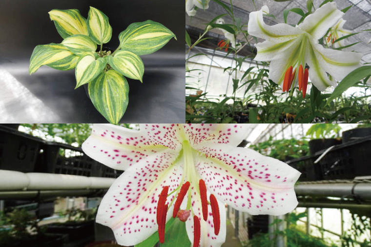 53-01 「路地裏のギボウシ」商品券 2,000円分【植物 希少 品種 多肉植物 利用券 利用チケット 茨城県 阿見町】