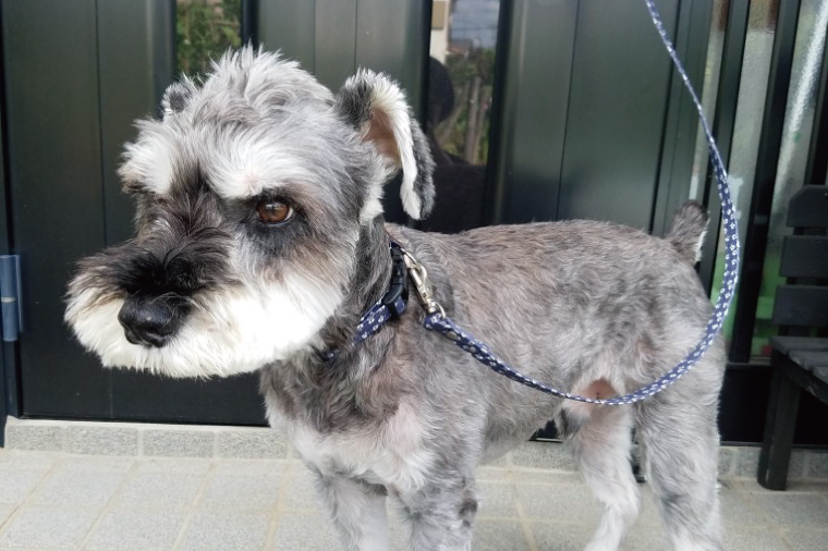 『シュナウザー柄 (赤)』オリジナル反射材の光る犬用リード【小型犬10kg用】【散歩 愛犬 夜散歩 手作り 阿見町 茨城県】(40-09)