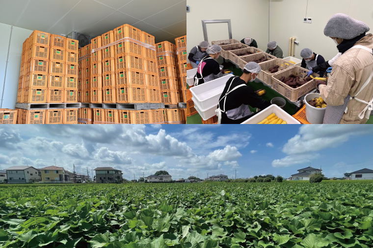 熟成紅はるか　切り落とし干し芋2.0kg　はづっこ【干し芋 紅はるか 熟成 茨城県 阿見町 25000円以内】（56-20）