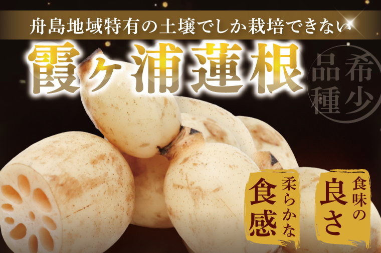 【特選】ふなしま蓮根（4kg箱）3～6本｜レシピ 高品質 幻の蓮根 老舗 希少品種 柔らかい (82-01-1)