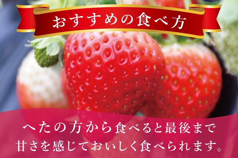 【先行予約12月下旬から発送】【茨城県共通返礼品/行方市産】JAなめがたしおさい直送「とちおとめ」2箱 (8パック入)【大粒 酸味 甘い 減農薬栽培 茨城県行方市】(96-02)