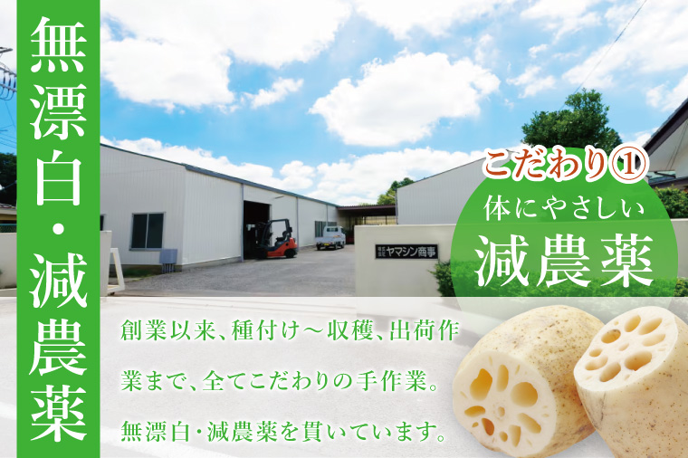 ヤマシン蓮根　１kg|レンコン  食物繊維 新鮮 シャキシャキ  茨城県 阿見町（98-02）