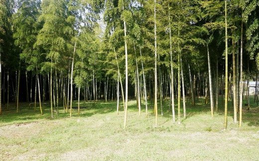 【先行予約】【2026年4月初旬より発送開始】茨城県阿見町産 たけのこ6kg｜朝採れ 旬  春限定 数量限定 国産 タケノコ 筍 孟宗竹 無農薬 常温発送 産地直送（23-01）