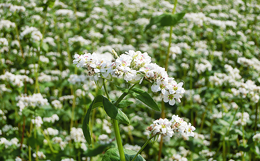 【年越し】半生そば12人前つゆ付＜阿見町産常陸秋そば新そば使用＞【年越しそば 蕎麦 ソバ 麺 お正月 石臼挽き 新そば 阿見町 茨城県 15000円以内】(33-05)