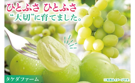 【先行予約】シャインマスカット2房（約1.2kg）マスカット ぶどう ブドウ 葡萄 フルーツ 果物 阿見町 茨城県【2026年9月下旬～10月上旬発送予定】（49-02）