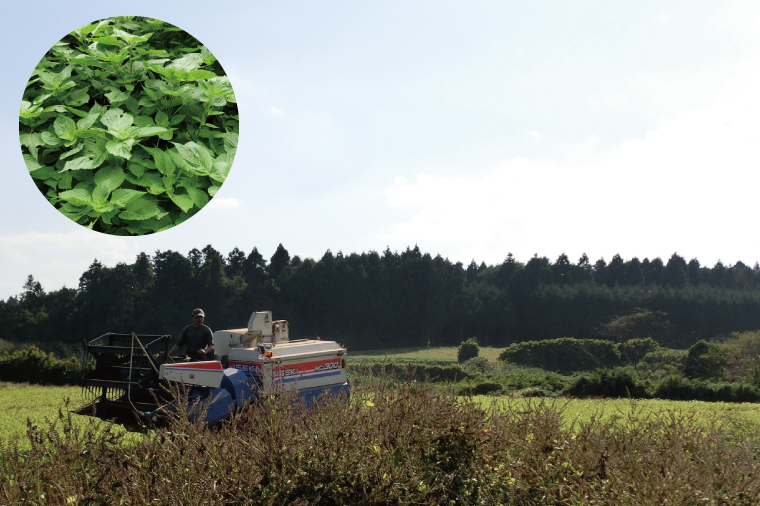 国産黒えごま油100g×6本 必須脂肪酸 低温圧搾法 完全未精製 生 サラダ 納豆 ヨーグルト(10-09)