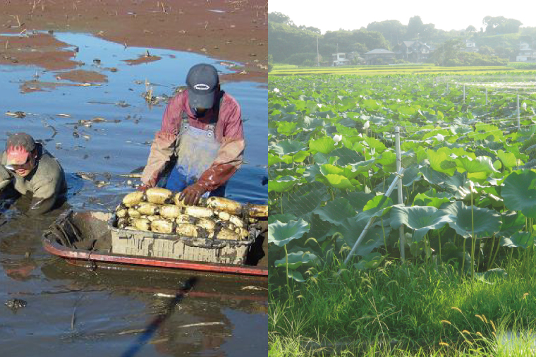 阿見レンコン（Mサイズ 5本程度 約4kg）【れんこん 蓮根 肉厚 しゃきしゃき 煮物 きんぴら】(20-01)