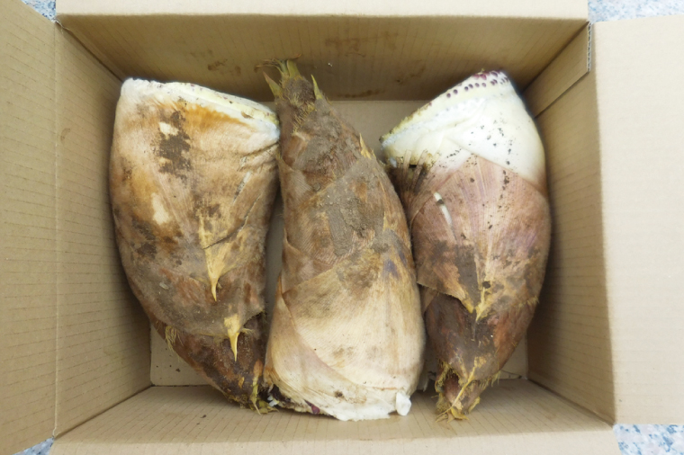 【先行予約】【2026年4月より発送開始】茨城県阿見町産 たけのこ4kg｜朝採れ 旬  春限定 数量限定 国産 タケノコ 筍 産地直送（25-01）