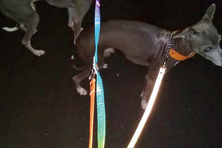 『虹グラデーション星柄』オリジナル反射材の光る犬用リード【小型犬10kg用】【散歩 愛犬 夜散歩 阿見町 茨城県】(40-04)