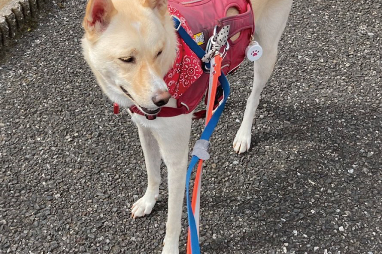 『オレンジシルバー』反射材の光る犬用リード 消防士の制服に使われる反射材で作りました【中型犬用20キロまで】【散歩 愛犬 夜散歩 手作り 阿見町 茨城県】(40-15)