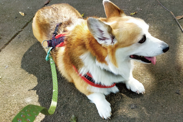 『コーギー柄 (ベージュ)』オリジナル反射材の光る犬用リード【中型犬用20キロまで】【散歩 愛犬 夜散歩 手作り 阿見町 茨城県】(40-19)