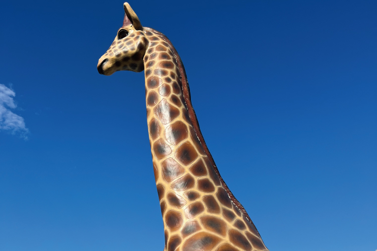 ふれあい動物園ANIMA 動物園２時間貸し切り優待券【動物 どうぶつ 動物園 チケット 阿見町 茨城県】（61-02）