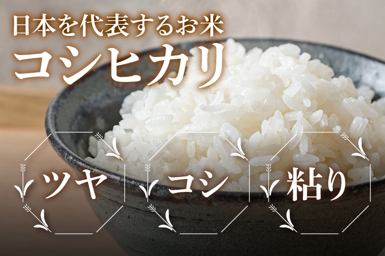 【11ヶ月定期便】茨城県産コシヒカリ　精米　15kg｜精米 定期便 お米 米 こめ コメ ごはん 白米 阿見町 茨城県 茨城県産 茨城県産米 安心 安全 送料無料 国産 人気 数量限定 高評価（85-170）