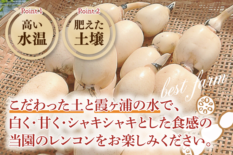 【期間限定】れんこん2kg【絶品 蓮根 レンコン 高級感 茨城県産 茨城県 阿見町】(89-01)