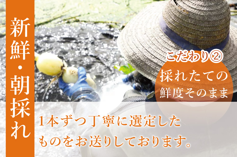 ヤマシン蓮根　贈答用2kg|レンコン 贈答 プレゼント 食物繊維 新鮮 シャキシャキ  茨城県 阿見町 （98-01）
