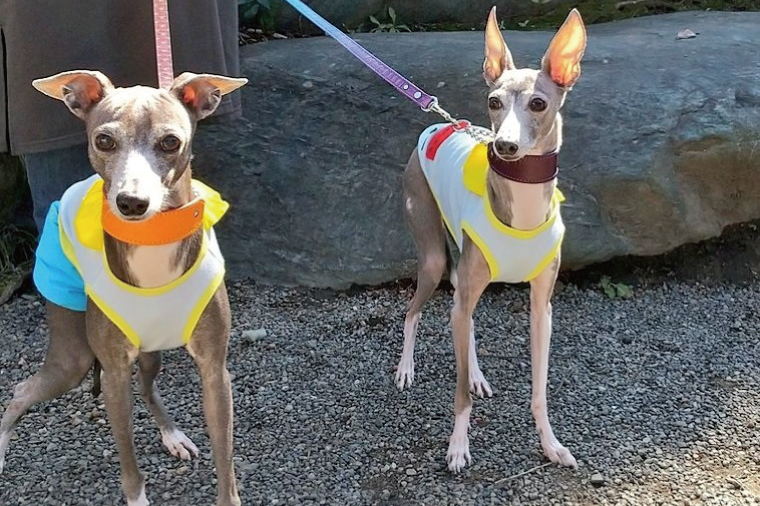 『虹グラデーション星柄』オリジナル反射材の光る犬用リード【小型犬10kg用】【散歩 愛犬 夜散歩 阿見町 茨城県】(40-04)