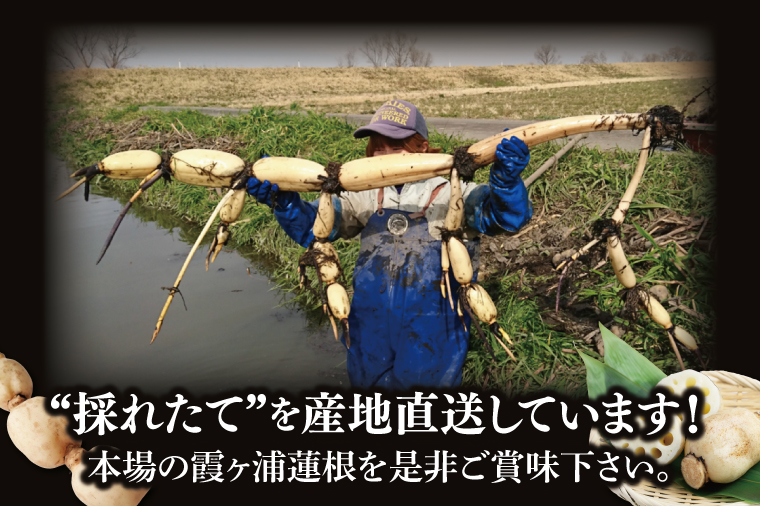 【特選】ふなしま蓮根（4kg箱）3～6本｜レシピ 高品質 幻の蓮根 老舗 希少品種 柔らかい (82-01-1)