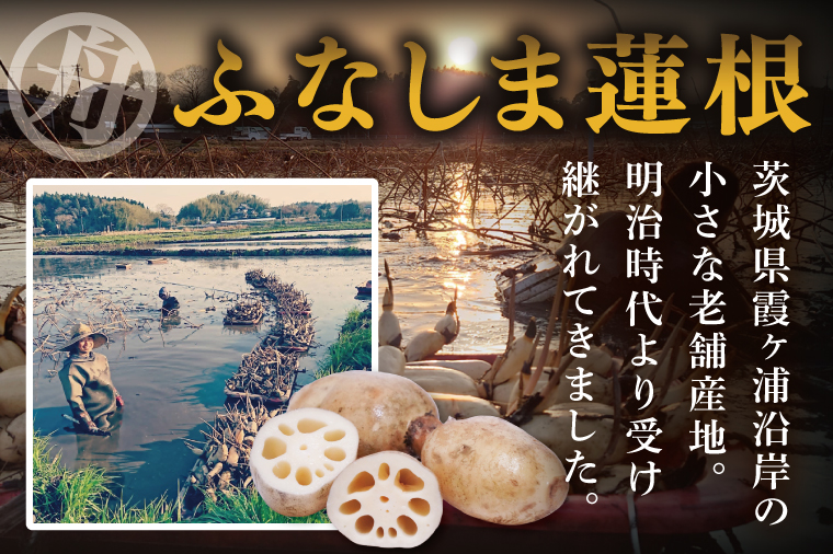 【特選】ふなしま蓮根（2㎏箱）2～4本｜老舗産地 レンコン 希少品種 れんこん 柔らかい 産地直送（82-02）