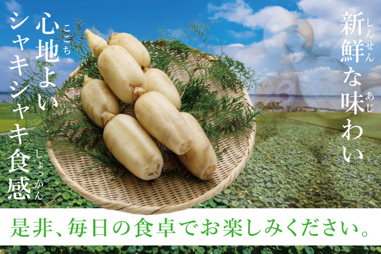 ヤマシン蓮根　贈答用2kg|レンコン 贈答 プレゼント 食物繊維 新鮮 シャキシャキ  茨城県 阿見町 （98-01）