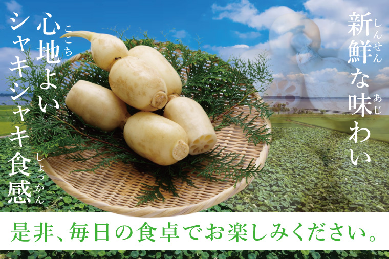 ヤマシン蓮根　１kg|レンコン  食物繊維 新鮮 シャキシャキ  茨城県 阿見町（98-02）