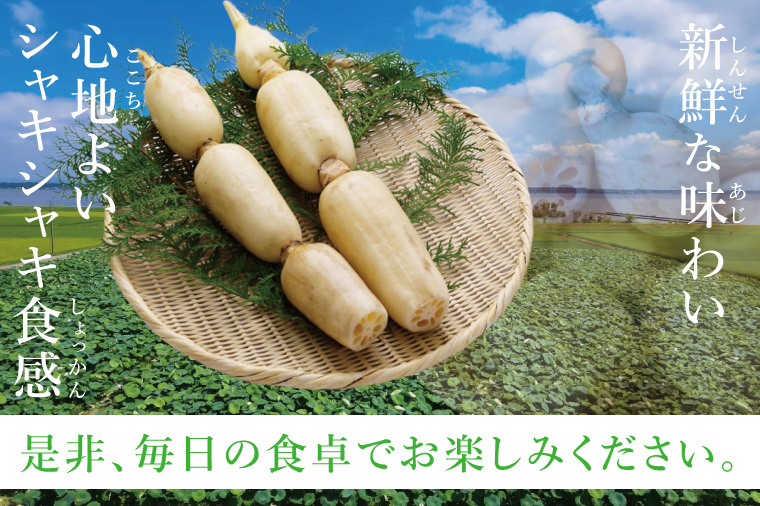 ヤマシン蓮根 2kg|レンコン  食物繊維 新鮮 シャキシャキ  茨城県 阿見町（98-03）