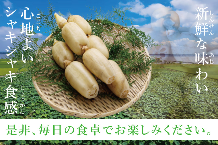 ヤマシン蓮根 4kg|レンコン  食物繊維 新鮮 シャキシャキ  茨城県 阿見町（98-04）