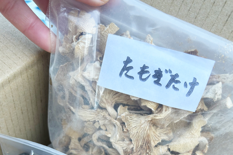 【先行予約】【10月発送】生しいたけ1kgと乾燥キノコセット｜椎茸 きくらげ キクラゲ しいたけパウダー（99-01）