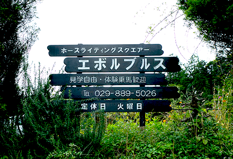 28-03 乗馬チケット 平日 10回 コース ホースライディングスクエア エボルブルス【乗馬 チケット 回数券 茨城県 阿見町】
