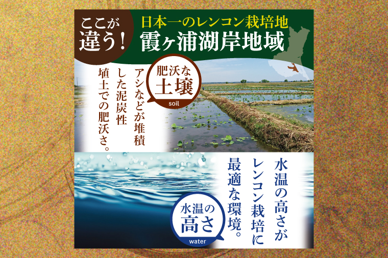 【特選】ふなしま蓮根（2㎏箱）2～4本｜老舗産地 レンコン 希少品種 れんこん 柔らかい 産地直送（82-02）