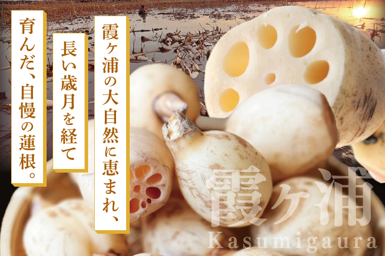 【特選】ふなしま蓮根（2㎏箱）2～4本｜老舗産地 レンコン 希少品種 れんこん 柔らかい 産地直送（82-02）