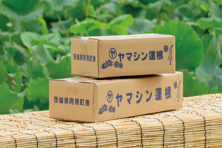 ヤマシン蓮根　１kg|レンコン  食物繊維 新鮮 シャキシャキ  茨城県 阿見町（98-02）