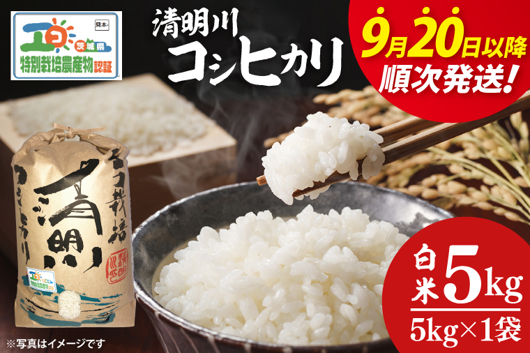 【令和7年9月20日以降順次発送】【先行予約】新米令和7年産 茨城県特別栽培認証 清明川コシヒカリ白米5kg【米 おこめ こしひかり  特別栽培米 農家直送 直送 茨城県 阿見町】(04-01-1)
