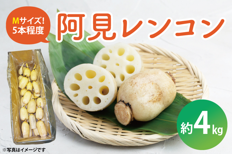 阿見レンコン（Mサイズ 5本程度 約4kg）【れんこん 蓮根 肉厚 しゃきしゃき 煮物 きんぴら】(20-01)