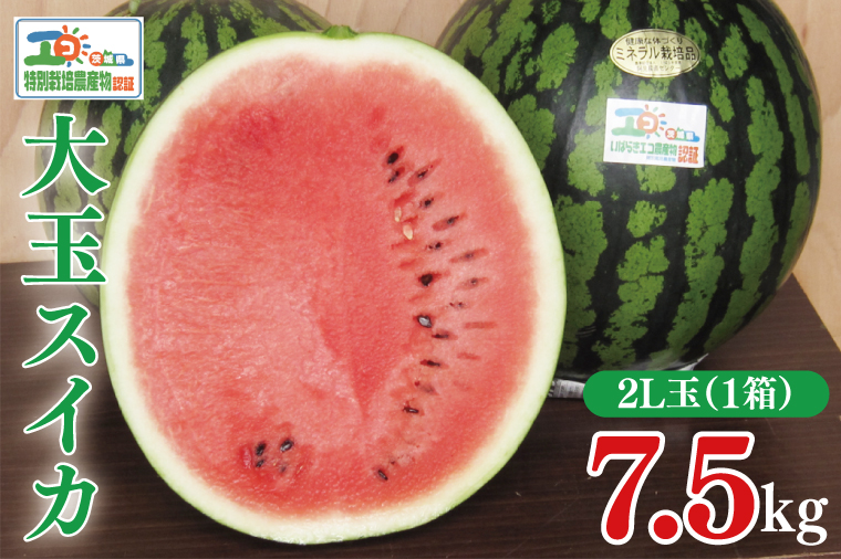 【先行予約】茨城県産大玉スイカ（2Lサイズ）【茨城県 阿見町 スイカ 1玉 すいか 西瓜 果物 くだもの フルーツ 国産 甘い 送料無料】（04-18）