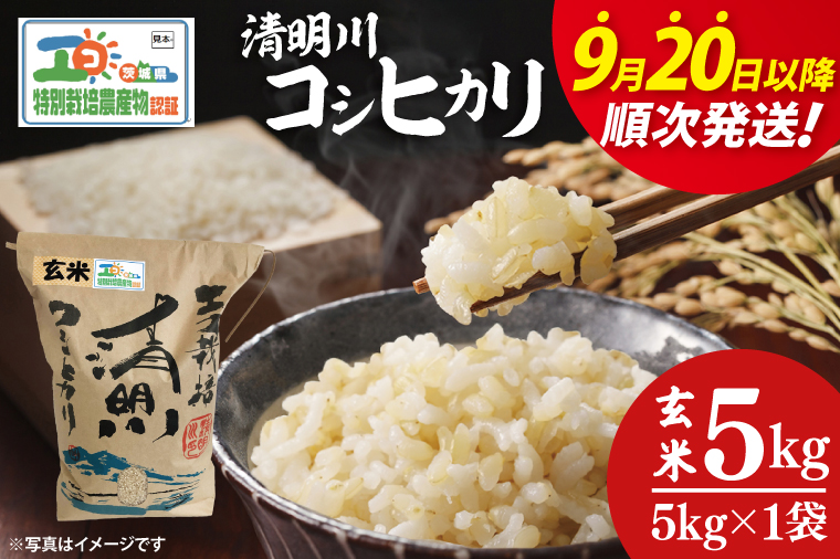 【令和7年9月20日以降順次発送】【先行予約】新米令和7年産 茨城県特別栽培認証 清明川コシヒカリ玄米 5㎏【米 おこめ こしひかり  特別栽培米 農家直送 直送 茨城県 阿見町】（04-19-1）