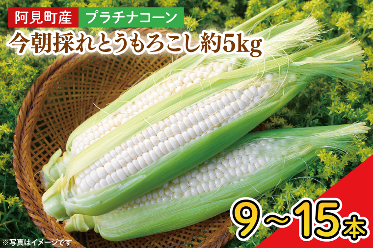【先行予約】阿見町産 今朝採れとうもろこし約5kg（プラチナコーン・9本～15本）【茨城県 阿見町  国産 甘い 朝採り 野菜 スイートコーン ホワイト 白 送料無料】（04-23）