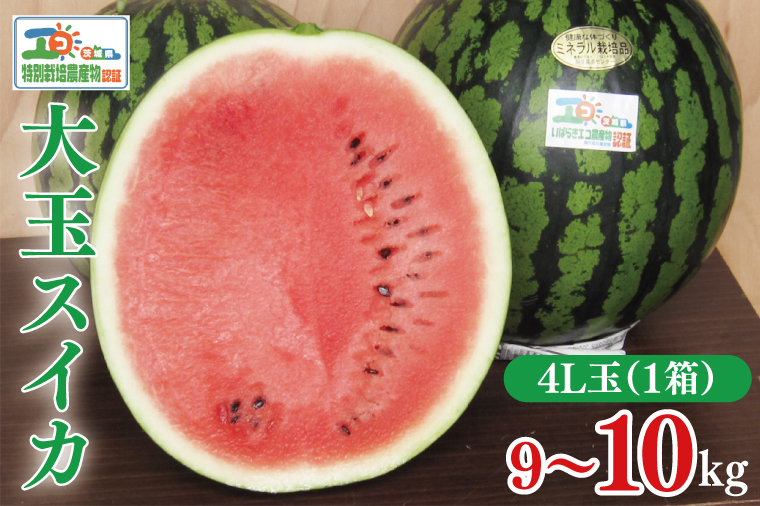 【先行予約】茨城県産大玉スイカ4Lサイズ（9～10kg）【茨城県 阿見町 スイカ 1玉 すいか 西瓜 果物 くだもの フルーツ 国産 甘い 送料無料】（04-26）