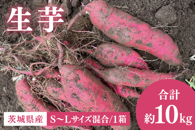 【先行予約12月下旬から発送】生芋10kg S～Lサイズ混合 1箱｜サツマイモ さつま芋 さつまいも 芋 いも 野菜  紅はるか 茨城県 阿見町 阿見 15000円以内(56-06)