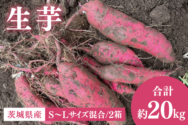 【先行予約12月下旬から発送】生芋20kg S～Lサイズ混合 2箱｜サツマイモ さつま芋 さつまいも 芋 いも 野菜  紅はるか 茨城県 阿見町 阿見 20000円以内 2万円以内(56-07)