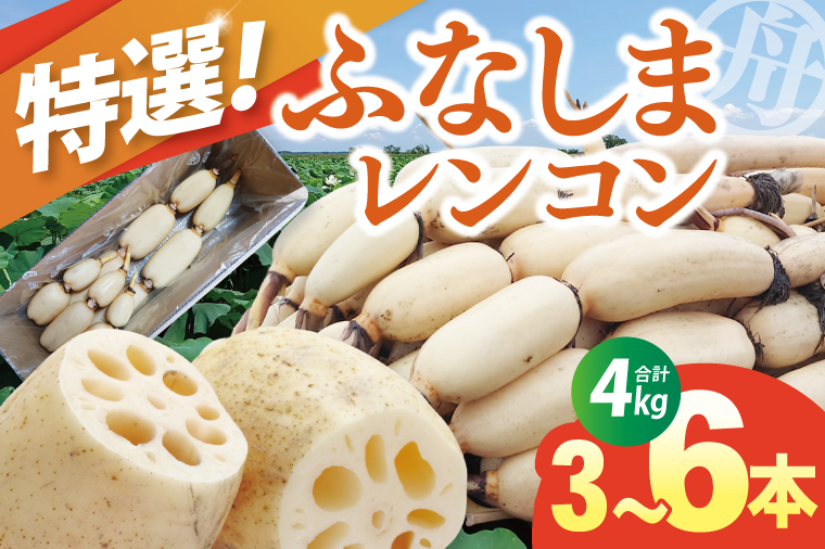 【特選】ふなしま蓮根（4kg箱）3～6本｜レシピ 高品質 幻の蓮根 老舗 希少品種 柔らかい (82-01-1)